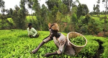 Institute for Security Studies Says Naira Devaluation will Boost Agriculture Exports
