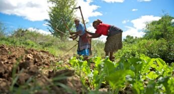 NIRSAL, Trade Ministry Move to Ensure Food Security, Tackle $12bn Post-harvest Losses