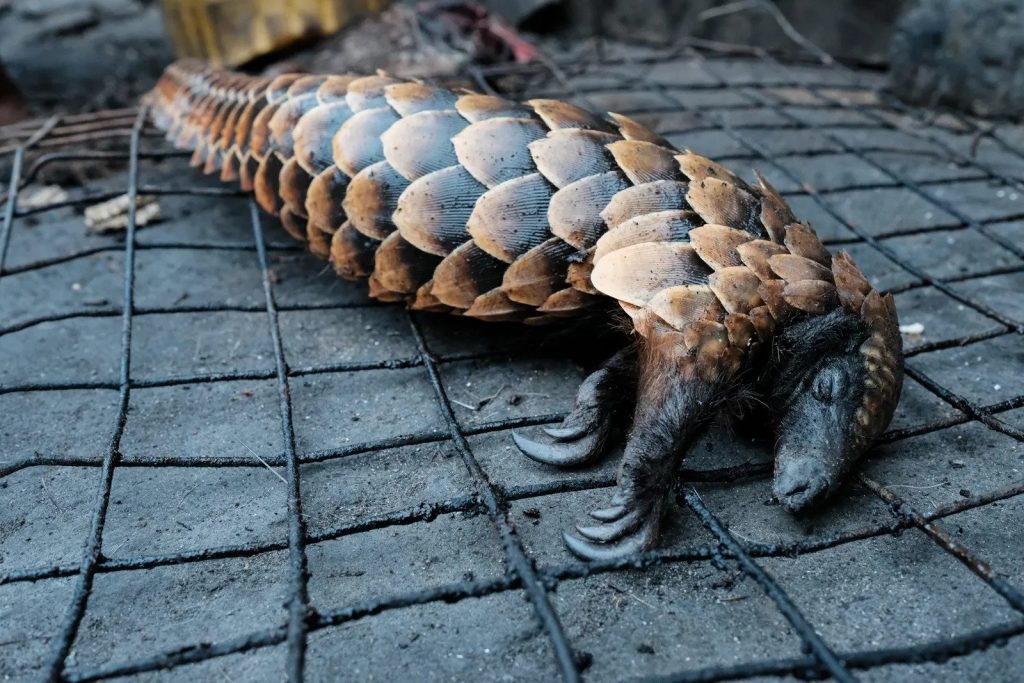 wildlife trade in asia