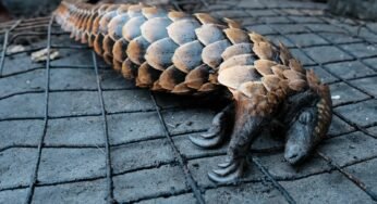 Coronavirus: How Americans Stopped Eating Bush Meat A Century Ago