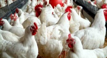 Christmas: Farmers Fear Poultry Industry Shutting by January, Say Chicken May Cost N10,000