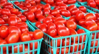 Food Inflation: Why “Tomato is f**king expensive”