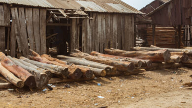 Lagos logwood
