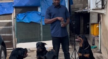 A Good Day to be a Dog Trainer: Meet Public Administration Graduate, Are Oloruntoba, Who Trains Dogs in Yoruba Language