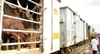 Nigeria to resume cattle transport by rail after seven-year pause