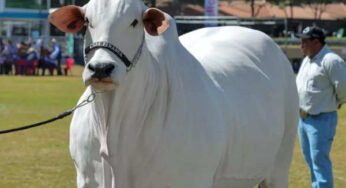 World’s most expensive cow sold for $4.8 million
