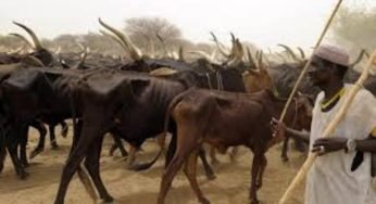 Cattle Herders Allegedly Torch Cassava Farm Worth Millions in Ogun State