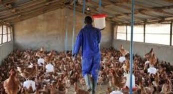 Liberia Reports H5N1 Bird Flu Outbreak on Poultry Farm, Raising Global Concerns