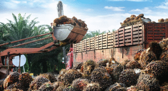 Wilmar Expands Palm Oil Business In Nigeria, Due to Naira Stability