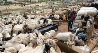 Eid-el-Kabir 2025: Exorbitant Ram Prices Force Shift to Goats, Cows, Camels