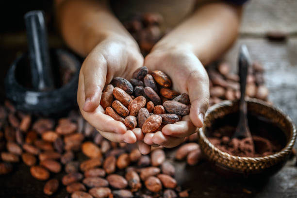Cocoa Prices Hit 20-Month Low