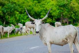 Miyetti Allah Chairmen Suspension