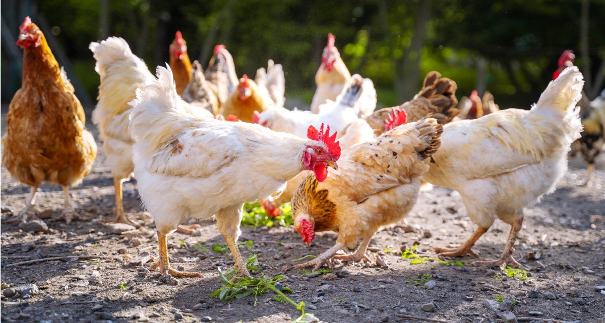 Prices of Chicken in nigeria as at 2025