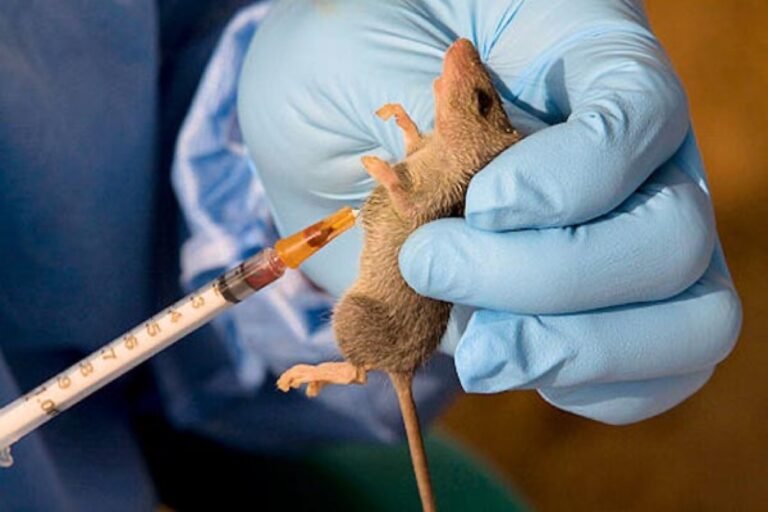 Benue Lassa fever outbreak