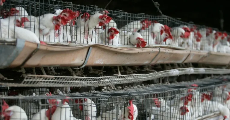 Poultry